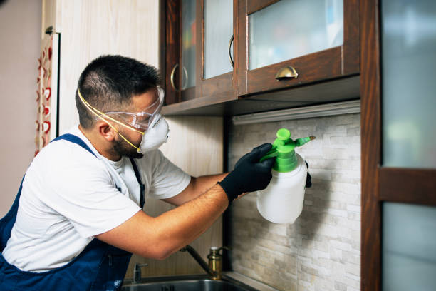 Best Wasp Removal Services  in Stevensville, MI